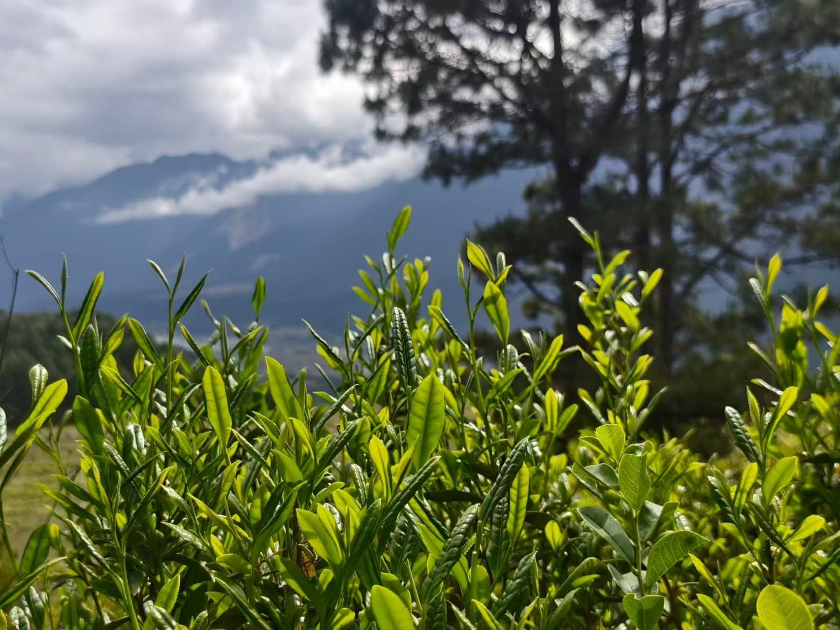 Tea cultivation in the Chayu mountain environment