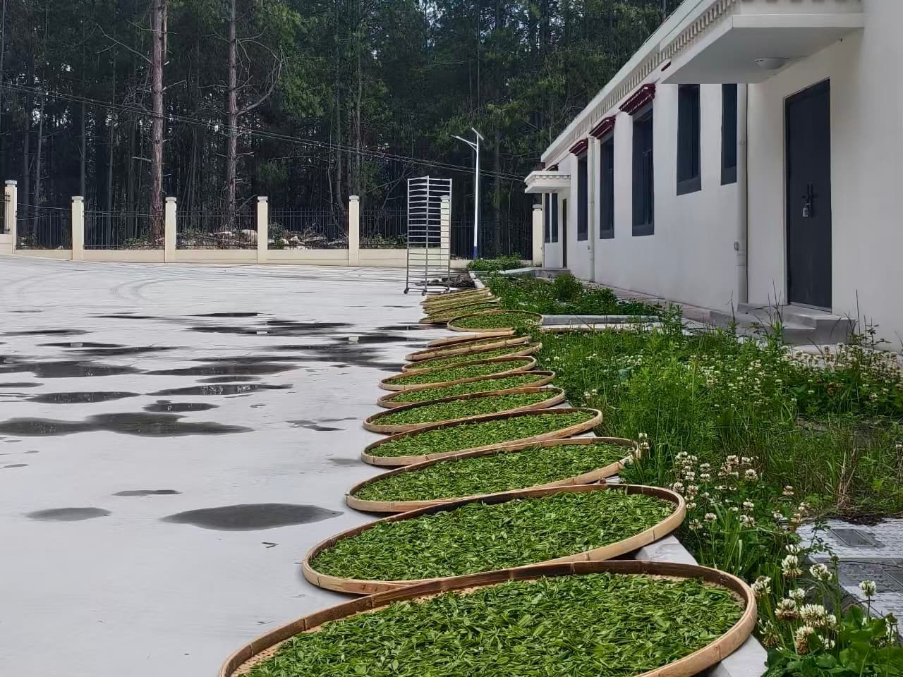 Tea leaves spread out to wither before processing