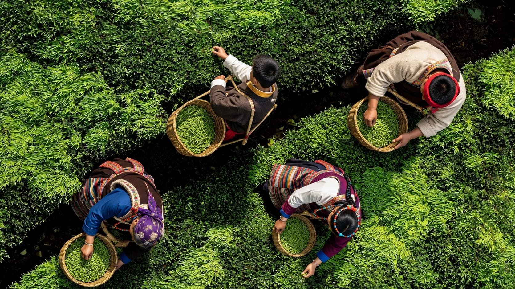 DEMING TEA tea presentation