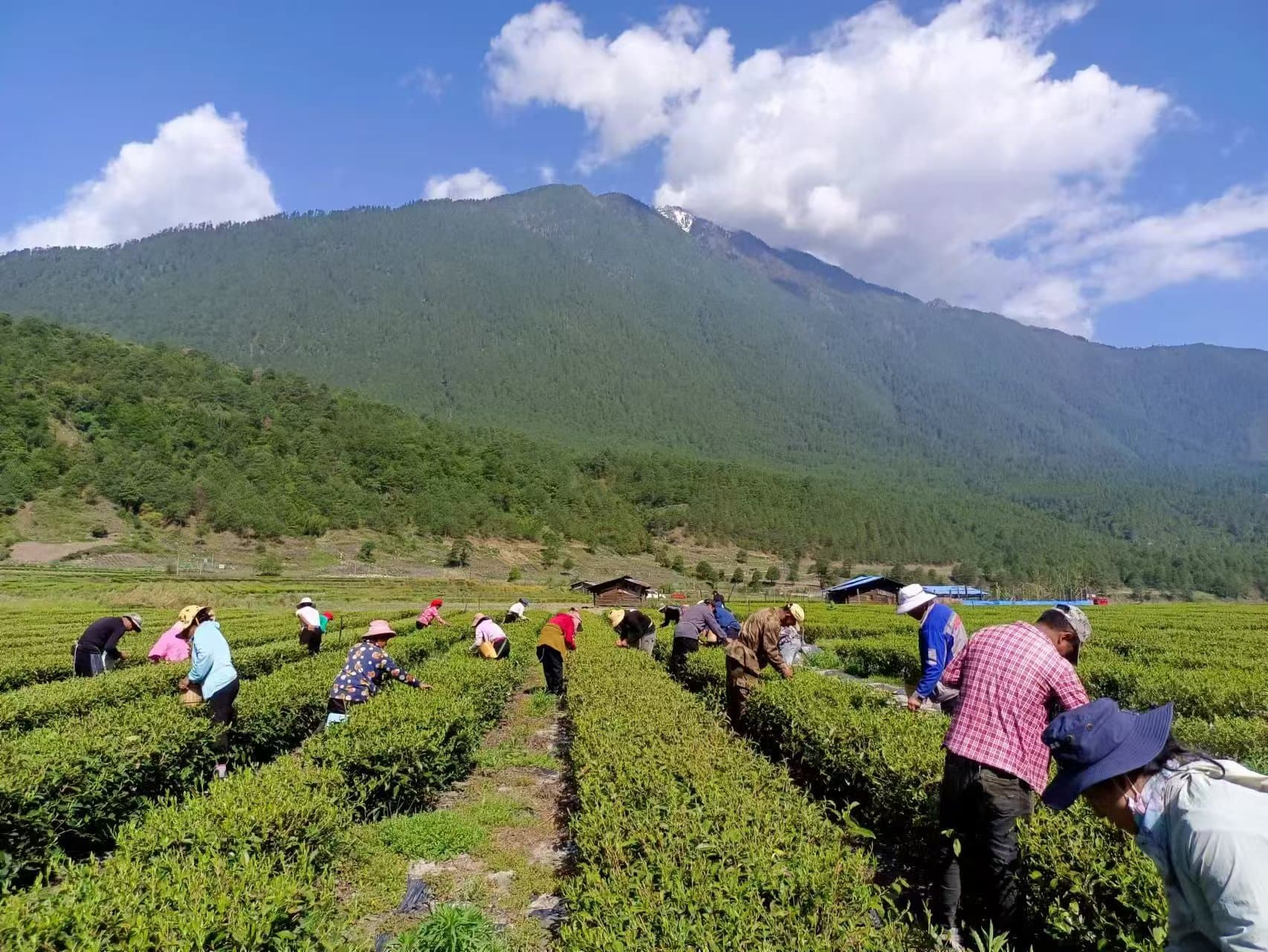 Hand picking fresh tea leaves in a green tea garden