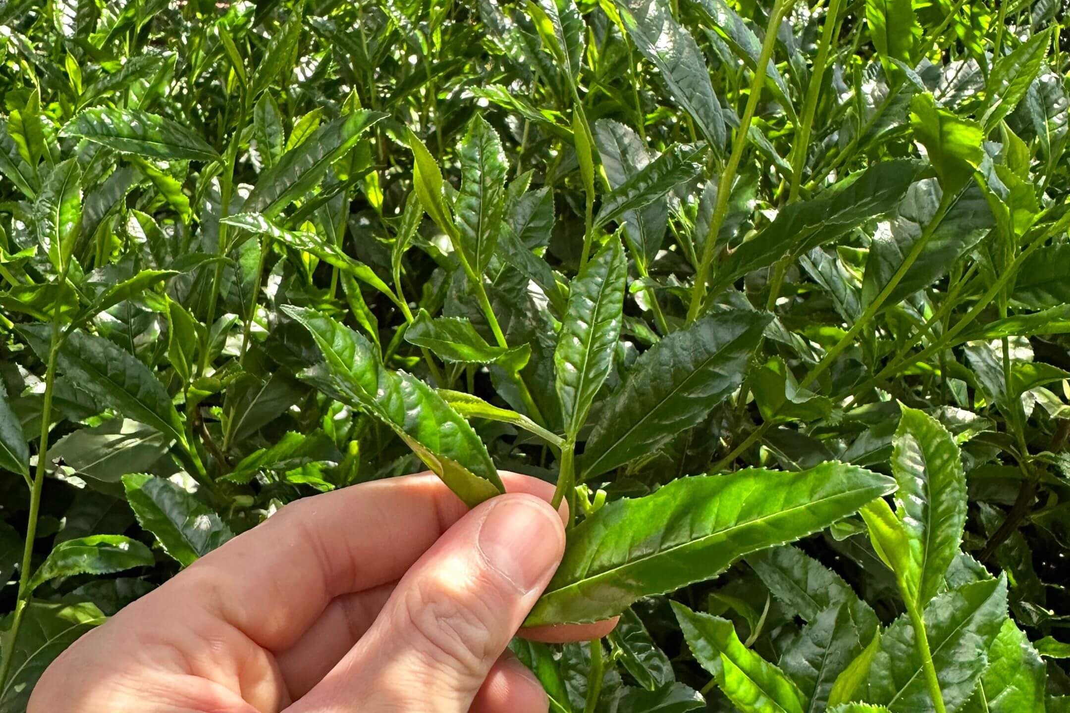 What Makes Chayu a Distinctive Tea-Growing Origin?, 茶叶-西藏朝发润物农业开发有限公司